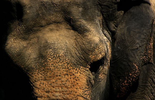elephantface