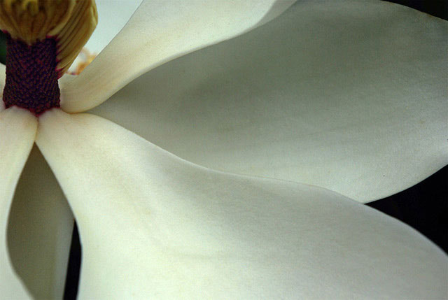 magnolia2