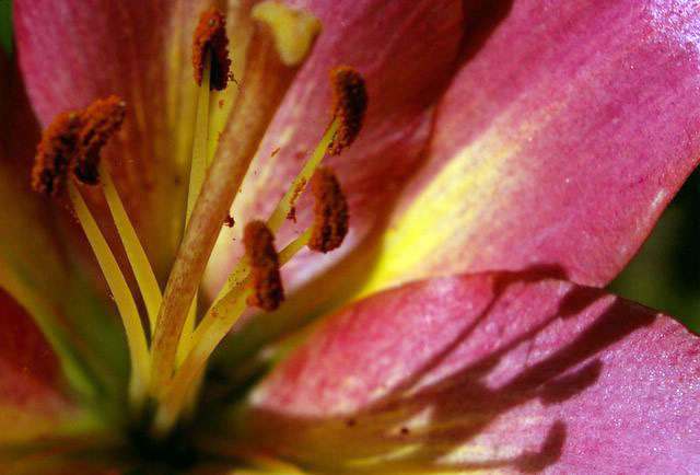 lily1